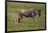 Africa. Tanzania. Wildebeest birthing during the Migration, Serengeti National Park.-Ralph H. Bendjebar-Framed Photographic Print