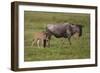 Africa. Tanzania. Wildebeest birthing during the Migration, Serengeti National Park.-Ralph H. Bendjebar-Framed Photographic Print