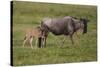 Africa. Tanzania. Wildebeest birthing during the Migration, Serengeti National Park.-Ralph H. Bendjebar-Stretched Canvas