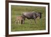 Africa. Tanzania. Wildebeest birthing during the Migration, Serengeti National Park.-Ralph H. Bendjebar-Framed Photographic Print