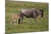 Africa. Tanzania. Wildebeest birthing during the Migration, Serengeti National Park.-Ralph H. Bendjebar-Mounted Photographic Print