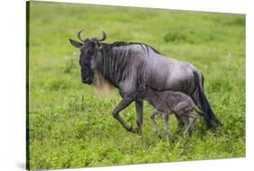 Africa. Tanzania. Wildebeest birthing during the Migration, Serengeti National Park.-Ralph H. Bendjebar-Stretched Canvas