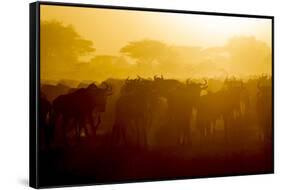 Africa. Tanzania. Wildebeest during the Migration, Serengeti National Park.-Ralph H. Bendjebar-Framed Stretched Canvas