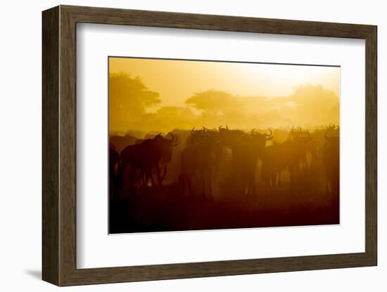 Africa. Tanzania. Wildebeest during the Migration, Serengeti National Park.-Ralph H. Bendjebar-Framed Photographic Print