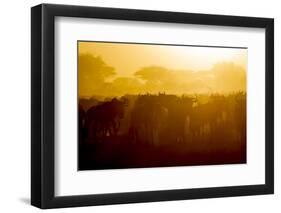 Africa. Tanzania. Wildebeest during the Migration, Serengeti National Park.-Ralph H. Bendjebar-Framed Photographic Print