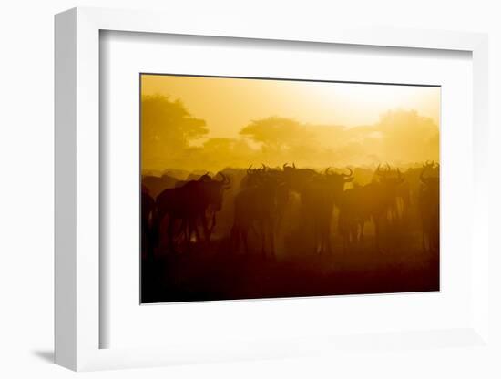 Africa. Tanzania. Wildebeest during the Migration, Serengeti National Park.-Ralph H. Bendjebar-Framed Photographic Print