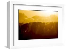 Africa. Tanzania. Wildebeest during the Migration, Serengeti National Park.-Ralph H. Bendjebar-Framed Photographic Print