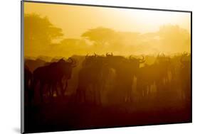 Africa. Tanzania. Wildebeest during the Migration, Serengeti National Park.-Ralph H. Bendjebar-Mounted Photographic Print