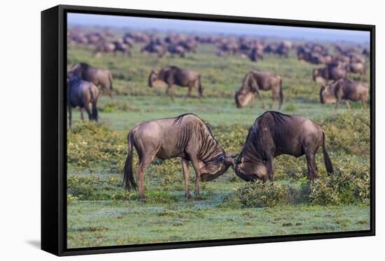 Africa. Tanzania. Wildebeest fighting during the Migration, Serengeti National Park.-Ralph H. Bendjebar-Framed Stretched Canvas