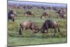 Africa. Tanzania. Wildebeest fighting during the Migration, Serengeti National Park.-Ralph H. Bendjebar-Mounted Photographic Print