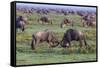 Africa. Tanzania. Wildebeest fighting during the Migration, Serengeti National Park.-Ralph H. Bendjebar-Framed Stretched Canvas