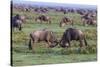 Africa. Tanzania. Wildebeest fighting during the Migration, Serengeti National Park.-Ralph H. Bendjebar-Stretched Canvas