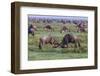 Africa. Tanzania. Wildebeest fighting during the Migration, Serengeti National Park.-Ralph H. Bendjebar-Framed Photographic Print