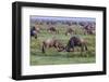 Africa. Tanzania. Wildebeest fighting during the Migration, Serengeti National Park.-Ralph H. Bendjebar-Framed Photographic Print