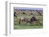 Africa. Tanzania. Wildebeest fighting during the Migration, Serengeti National Park.-Ralph H. Bendjebar-Framed Photographic Print