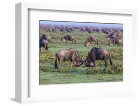 Africa. Tanzania. Wildebeest fighting during the Migration, Serengeti National Park.-Ralph H. Bendjebar-Framed Photographic Print