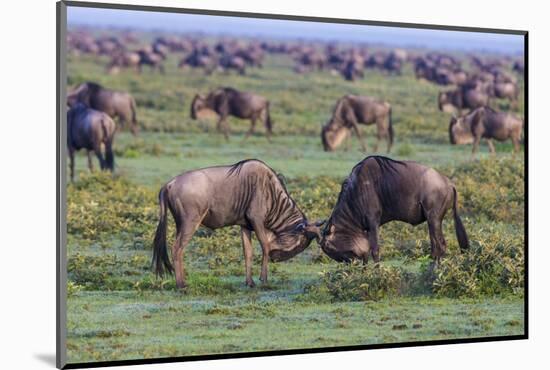 Africa. Tanzania. Wildebeest fighting during the Migration, Serengeti National Park.-Ralph H. Bendjebar-Mounted Photographic Print