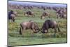 Africa. Tanzania. Wildebeest fighting during the Migration, Serengeti National Park.-Ralph H. Bendjebar-Mounted Photographic Print