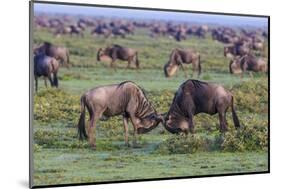 Africa. Tanzania. Wildebeest fighting during the Migration, Serengeti National Park.-Ralph H. Bendjebar-Mounted Photographic Print