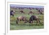 Africa. Tanzania. Wildebeest fighting during the Migration, Serengeti National Park.-Ralph H. Bendjebar-Framed Photographic Print