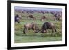 Africa. Tanzania. Wildebeest fighting during the Migration, Serengeti National Park.-Ralph H. Bendjebar-Framed Photographic Print