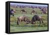 Africa. Tanzania. Wildebeest fighting during the Migration, Serengeti National Park.-Ralph H. Bendjebar-Framed Stretched Canvas