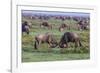 Africa. Tanzania. Wildebeest fighting during the Migration, Serengeti National Park.-Ralph H. Bendjebar-Framed Photographic Print