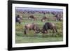 Africa. Tanzania. Wildebeest fighting during the Migration, Serengeti National Park.-Ralph H. Bendjebar-Framed Photographic Print