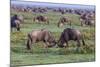 Africa. Tanzania. Wildebeest fighting during the Migration, Serengeti National Park.-Ralph H. Bendjebar-Mounted Photographic Print