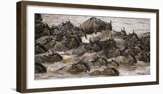 Africa. Tanzania. Wildebeest herd crossing the Mara River, Serengeti National Park.-Ralph H. Bendjebar-Framed Photographic Print