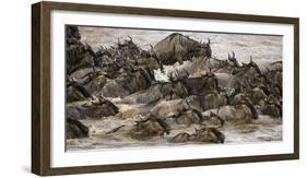 Africa. Tanzania. Wildebeest herd crossing the Mara River, Serengeti National Park.-Ralph H. Bendjebar-Framed Photographic Print