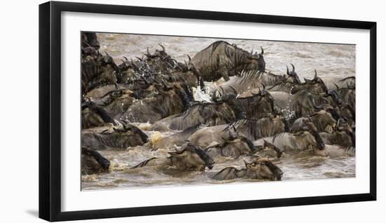 Africa. Tanzania. Wildebeest herd crossing the Mara River, Serengeti National Park.-Ralph H. Bendjebar-Framed Photographic Print