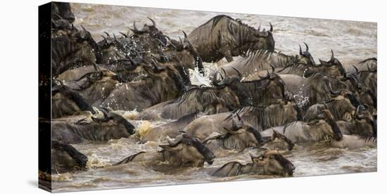 Africa. Tanzania. Wildebeest herd crossing the Mara River, Serengeti National Park.-Ralph H. Bendjebar-Stretched Canvas