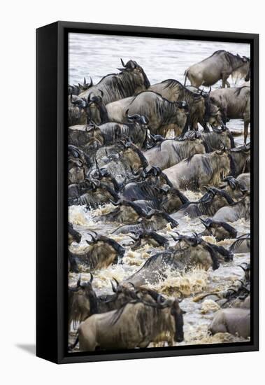 Africa. Tanzania. Wildebeest herd crossing the Mara River, Serengeti National Park.-Ralph H. Bendjebar-Framed Stretched Canvas
