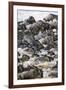 Africa. Tanzania. Wildebeest herd crossing the Mara River, Serengeti National Park.-Ralph H. Bendjebar-Framed Photographic Print