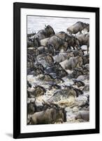 Africa. Tanzania. Wildebeest herd crossing the Mara River, Serengeti National Park.-Ralph H. Bendjebar-Framed Photographic Print