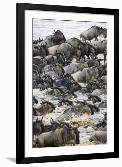 Africa. Tanzania. Wildebeest herd crossing the Mara River, Serengeti National Park.-Ralph H. Bendjebar-Framed Photographic Print