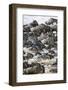 Africa. Tanzania. Wildebeest herd crossing the Mara River, Serengeti National Park.-Ralph H. Bendjebar-Framed Photographic Print