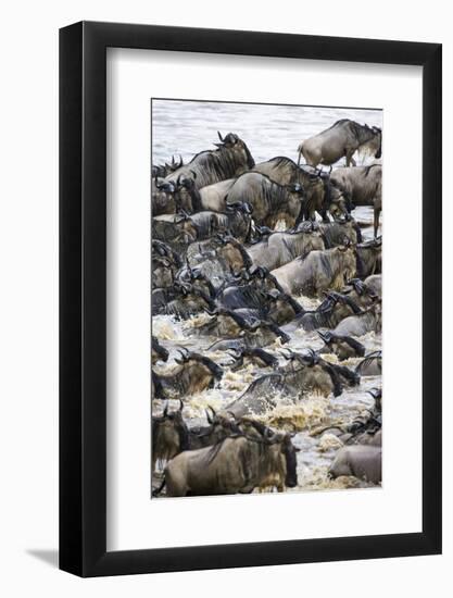 Africa. Tanzania. Wildebeest herd crossing the Mara River, Serengeti National Park.-Ralph H. Bendjebar-Framed Photographic Print