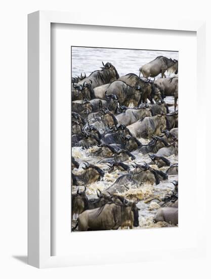 Africa. Tanzania. Wildebeest herd crossing the Mara River, Serengeti National Park.-Ralph H. Bendjebar-Framed Photographic Print