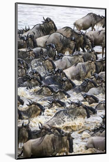 Africa. Tanzania. Wildebeest herd crossing the Mara River, Serengeti National Park.-Ralph H. Bendjebar-Mounted Photographic Print