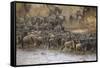 Africa. Tanzania. Wildebeest herd crossing the Mara River, Serengeti National Park.-Ralph H. Bendjebar-Framed Stretched Canvas