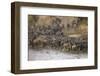 Africa. Tanzania. Wildebeest herd crossing the Mara River, Serengeti National Park.-Ralph H. Bendjebar-Framed Photographic Print