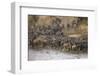 Africa. Tanzania. Wildebeest herd crossing the Mara River, Serengeti National Park.-Ralph H. Bendjebar-Framed Photographic Print