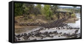 Africa. Tanzania. Wildebeest herd crossing the Mara River, Serengeti National Park.-Ralph H. Bendjebar-Framed Stretched Canvas