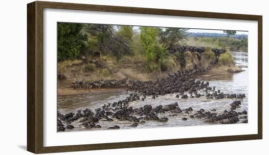 Africa. Tanzania. Wildebeest herd crossing the Mara River, Serengeti National Park.-Ralph H. Bendjebar-Framed Photographic Print