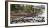 Africa. Tanzania. Wildebeest herd crossing the Mara River, Serengeti National Park.-Ralph H. Bendjebar-Framed Photographic Print