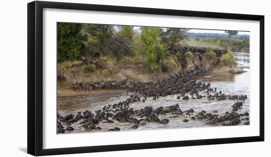 Africa. Tanzania. Wildebeest herd crossing the Mara River, Serengeti National Park.-Ralph H. Bendjebar-Framed Photographic Print