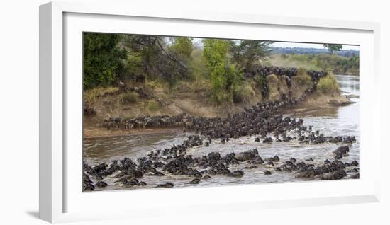 Africa. Tanzania. Wildebeest herd crossing the Mara River, Serengeti National Park.-Ralph H. Bendjebar-Framed Photographic Print