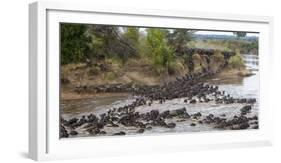 Africa. Tanzania. Wildebeest herd crossing the Mara River, Serengeti National Park.-Ralph H. Bendjebar-Framed Photographic Print